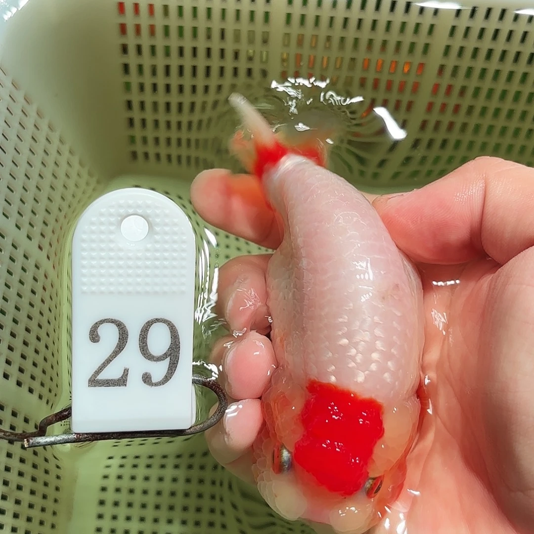 金鱼拍包装包邮，不拍包装运费到付