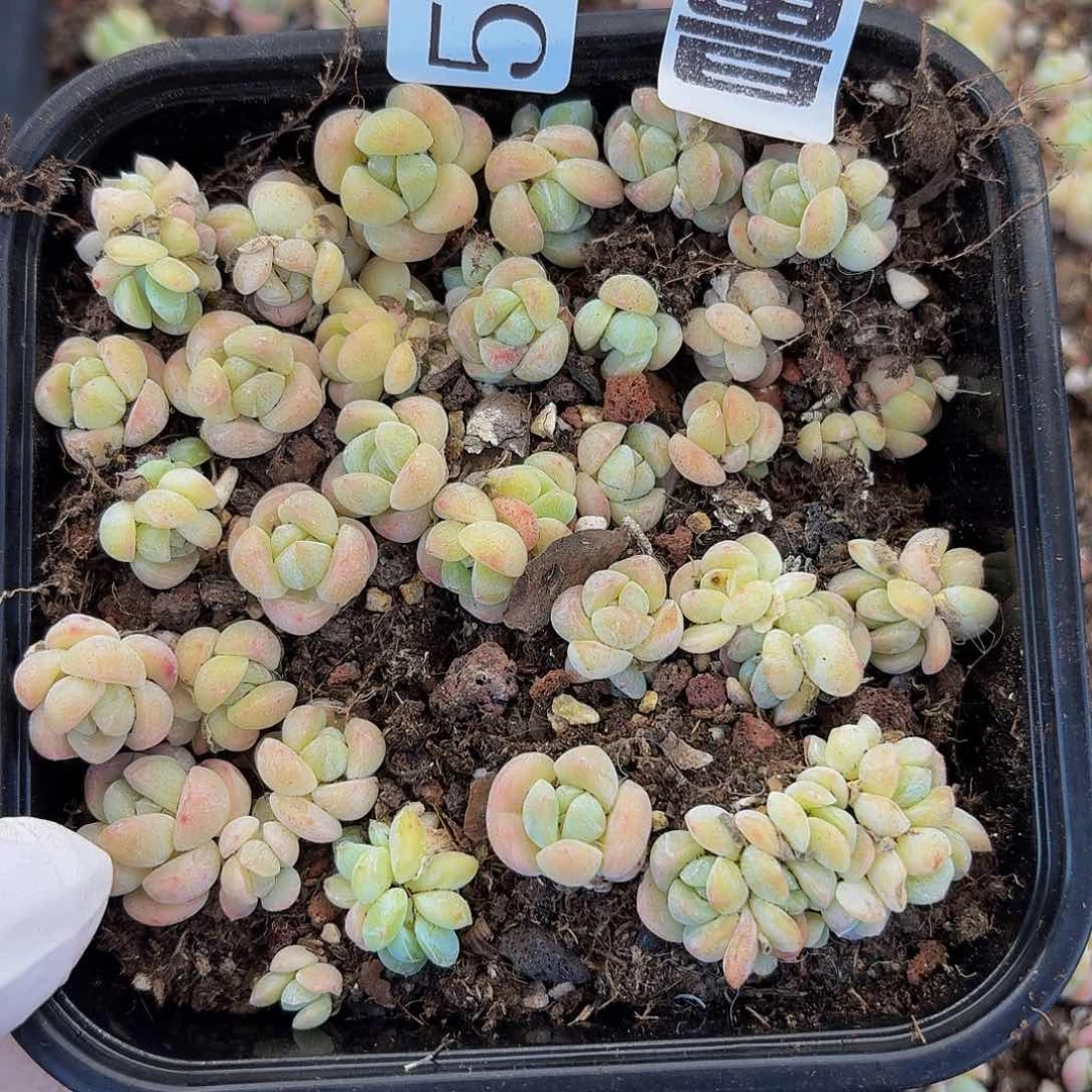 多肉植物多肉植物59量拍