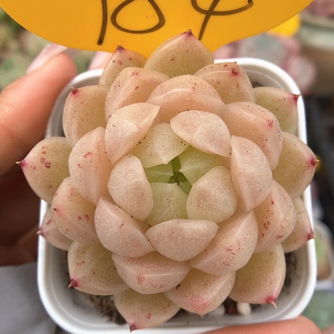 油透麦秆可拍784号。