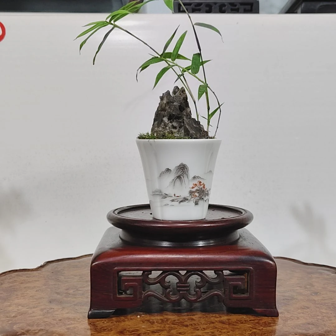 无花朵盆景，风凌石，凤尾竹