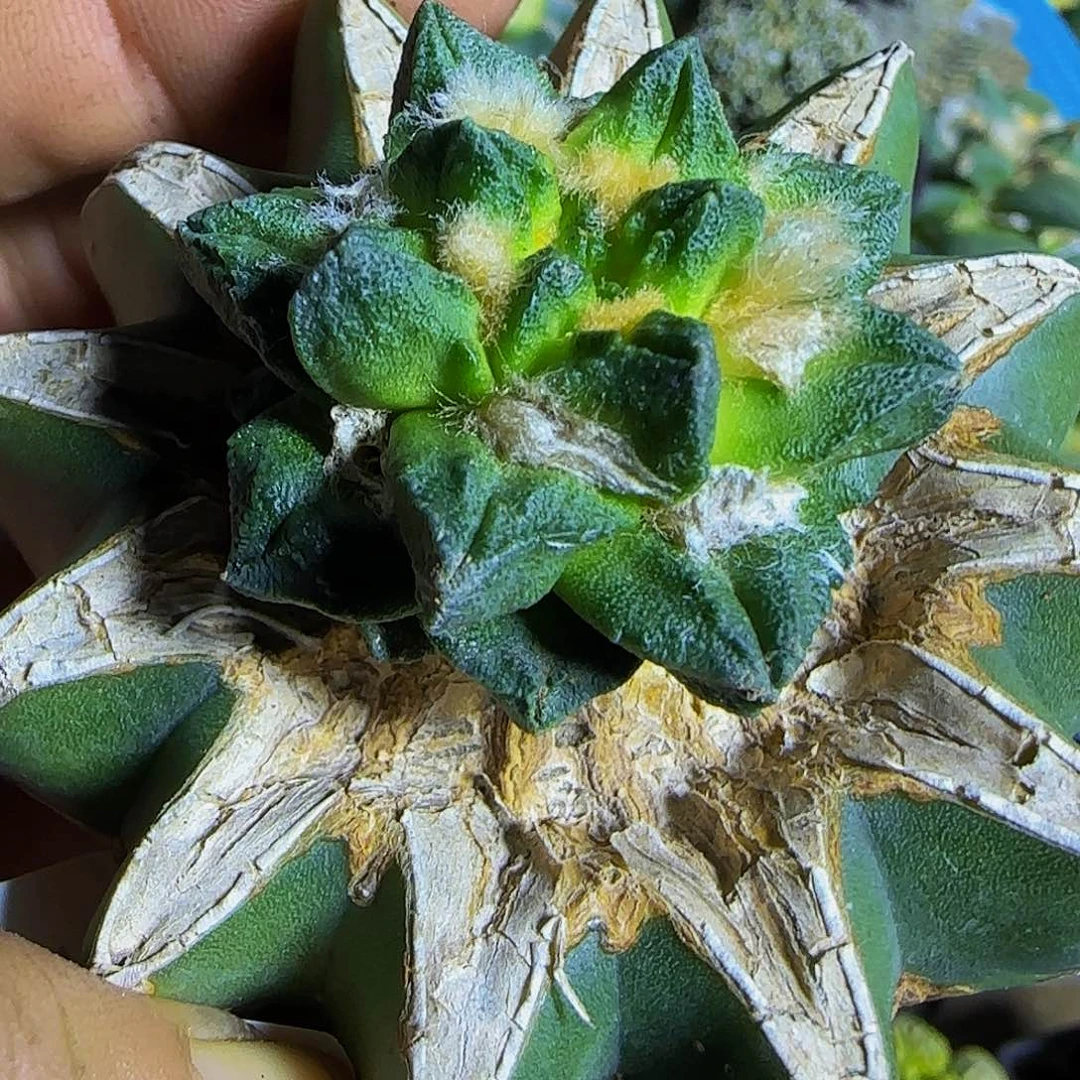 短尤龙角386仙人球