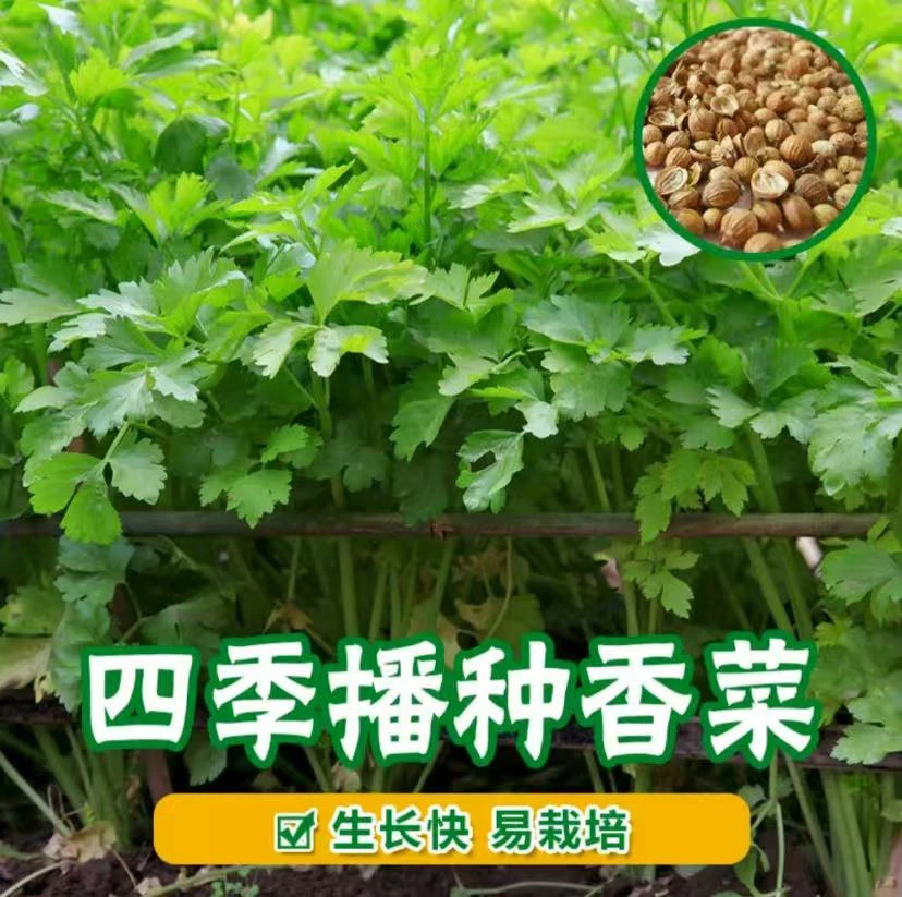 【速生香菜种子】四季香菜种子阳台室内花卉盆栽庭院