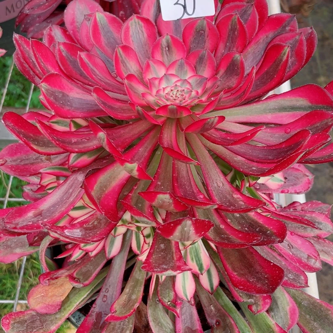 一物一拍多肉法师30