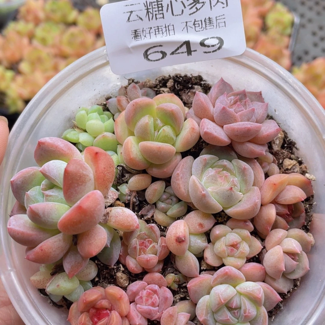 云糖心多肉植物649