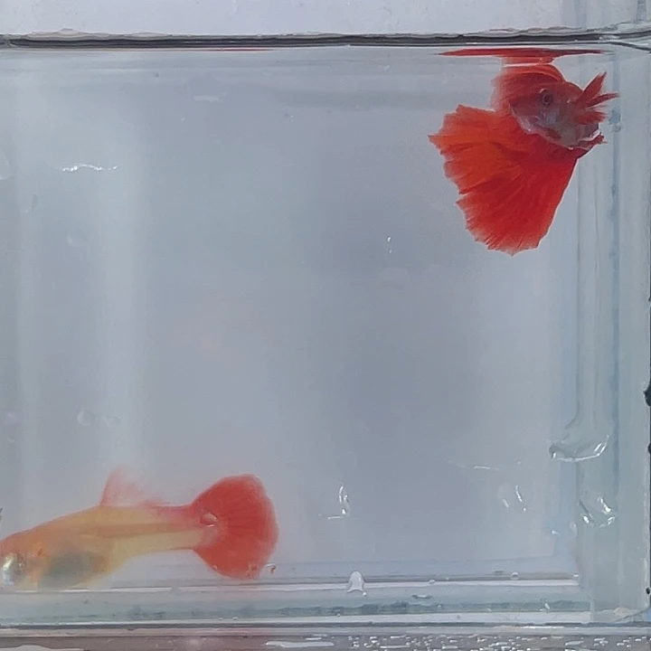 孔雀鱼红鸥翼种鱼一对