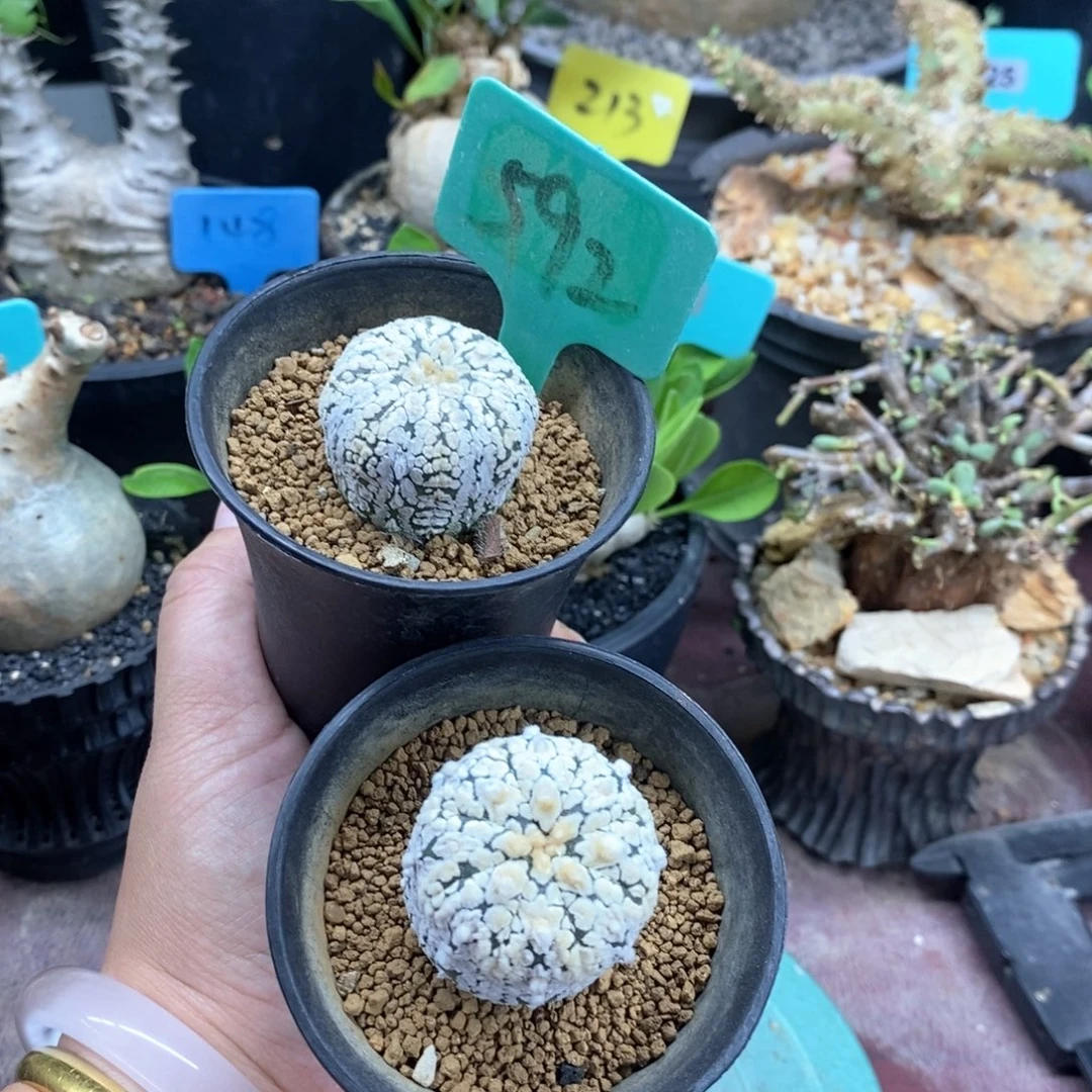 两颗浓白兜多肉植物