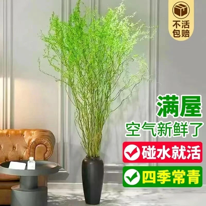 水培植物龙柳雪鲜枝干枝插花客厅桌面四季好养水养遇长叶吊钟植物