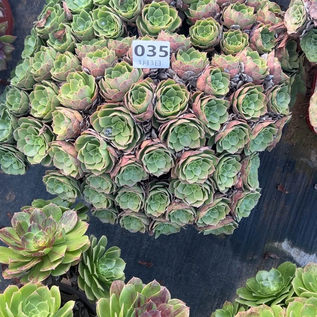 似***阳1.3-35万圣夜多肉植物