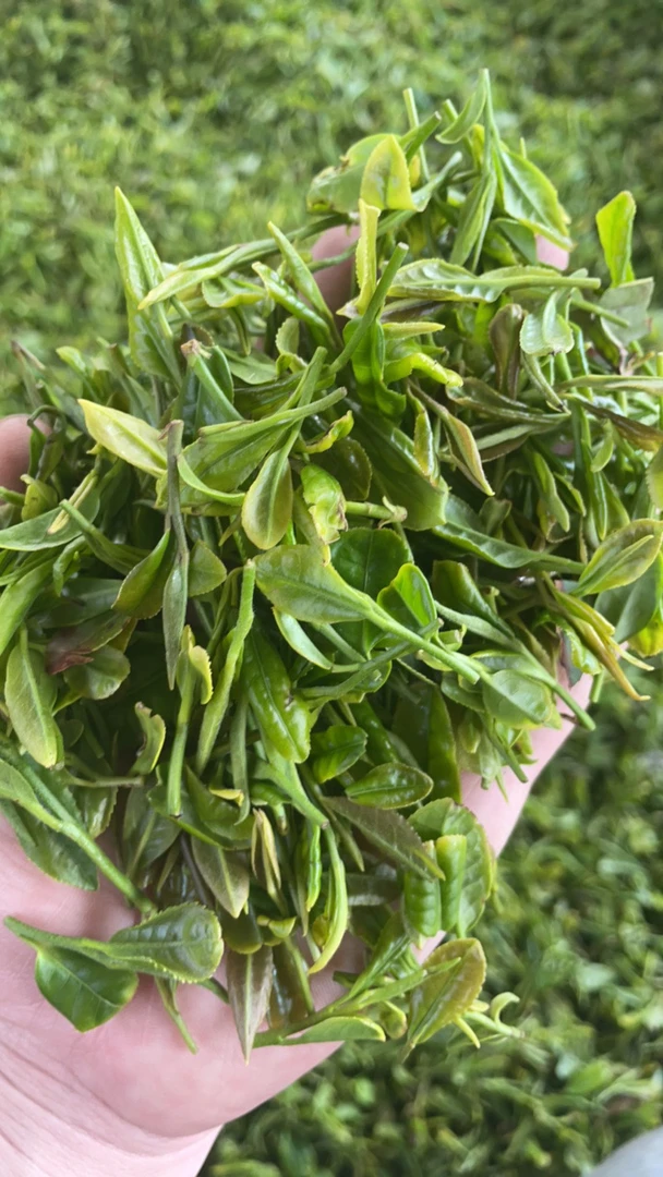 日照绿茶露天春茶豆香回甘清新一斤500g一芽两叶