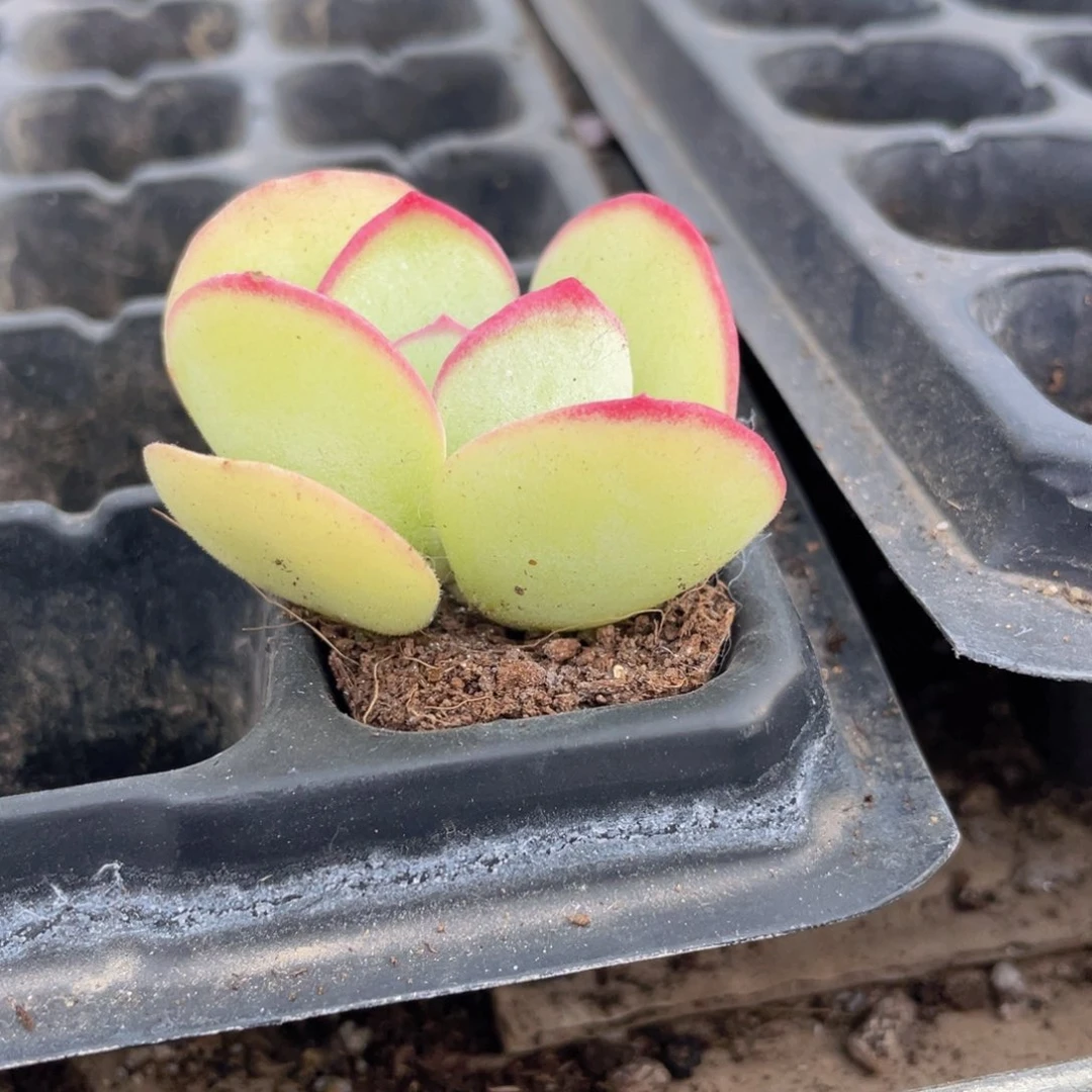 日系白眉多肉9.9包邮发货