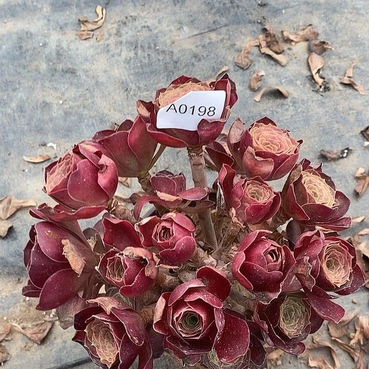多肉植物魅金玫瑰0198