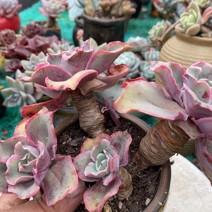 花之鹤老桩多肉无砍
