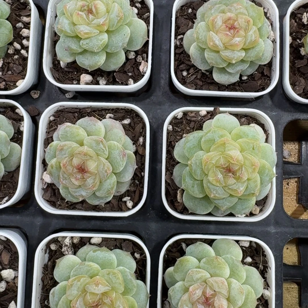 1029-34-白钻单头量拍