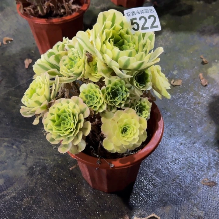 绿豆沙52200000000