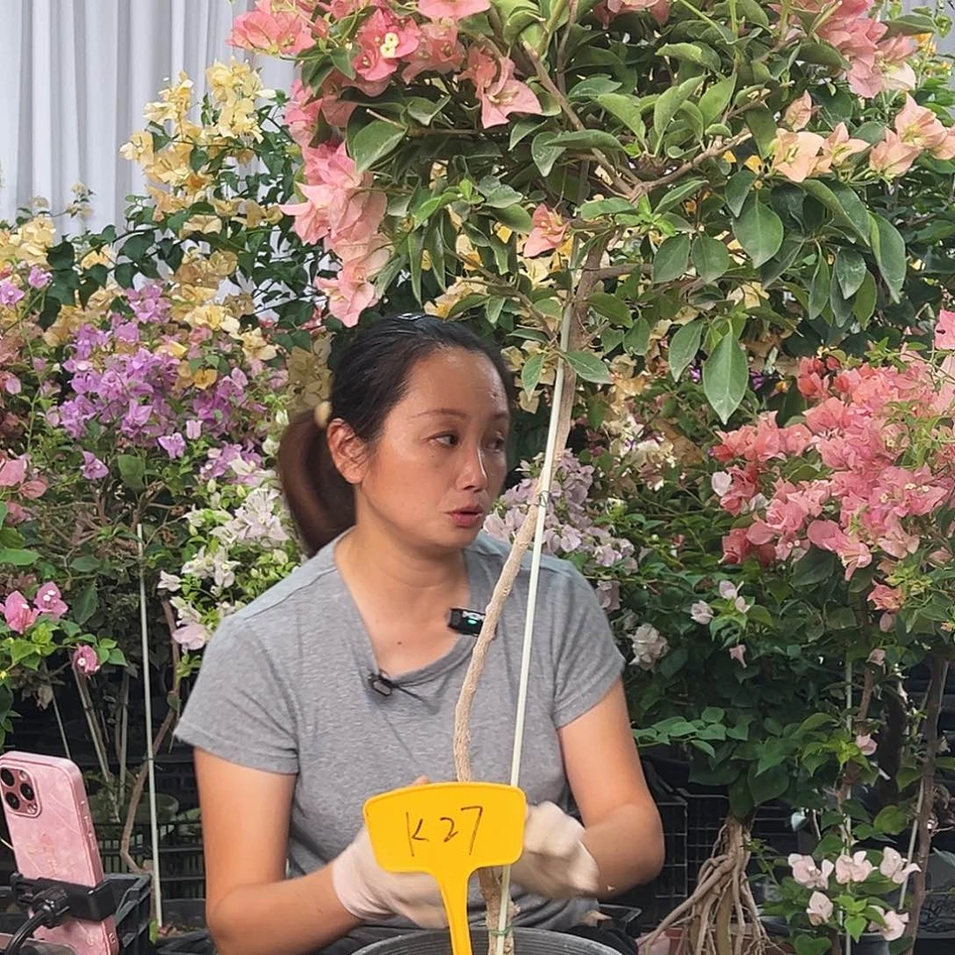 悠***月大部分花苞少量开放K27卡亚塔