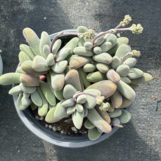 康兔子多肉｜胖嘟嘟圆滚滚｜适合新手【新疆包邮】