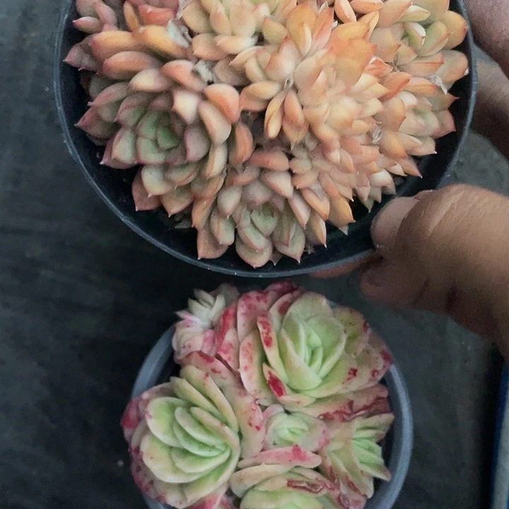 最后两个下拨福利随机荷花加您玫瑰锦