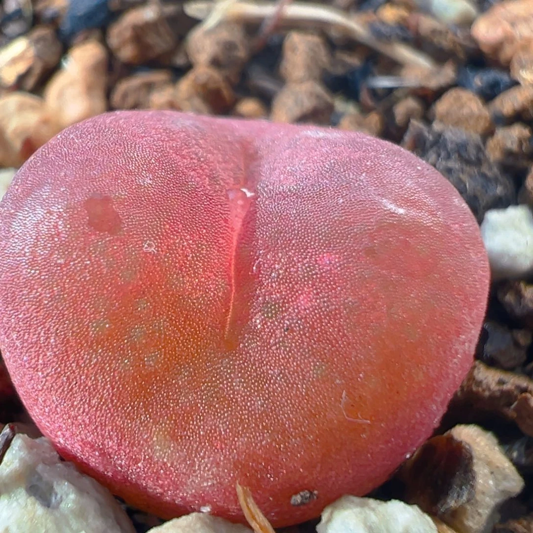 1606多肉植物百科吕红