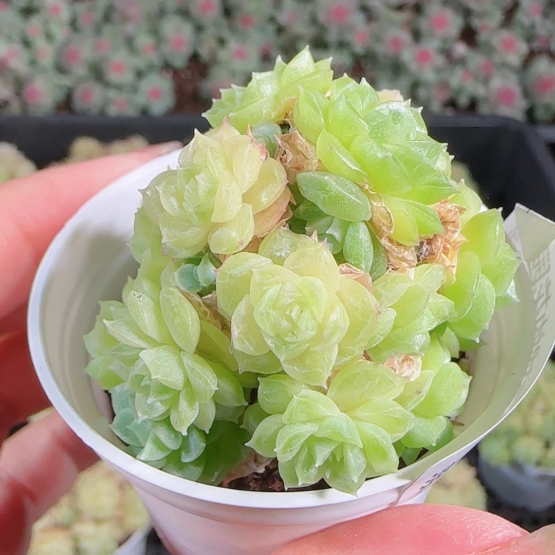 0921-60麦秆优选不包整