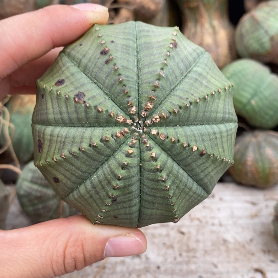 15欧系实生布纹球一物一拍