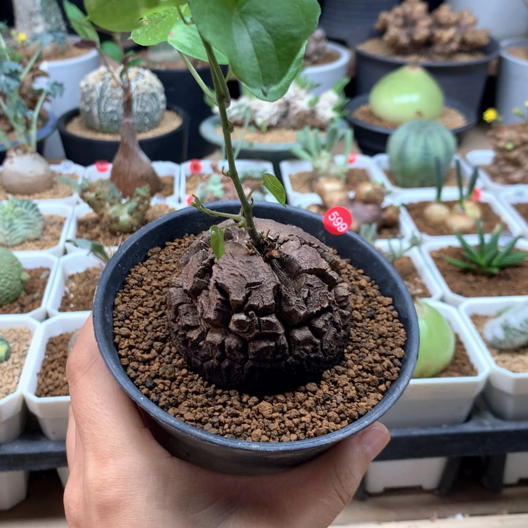 南非龟甲带盆5.5cm福利