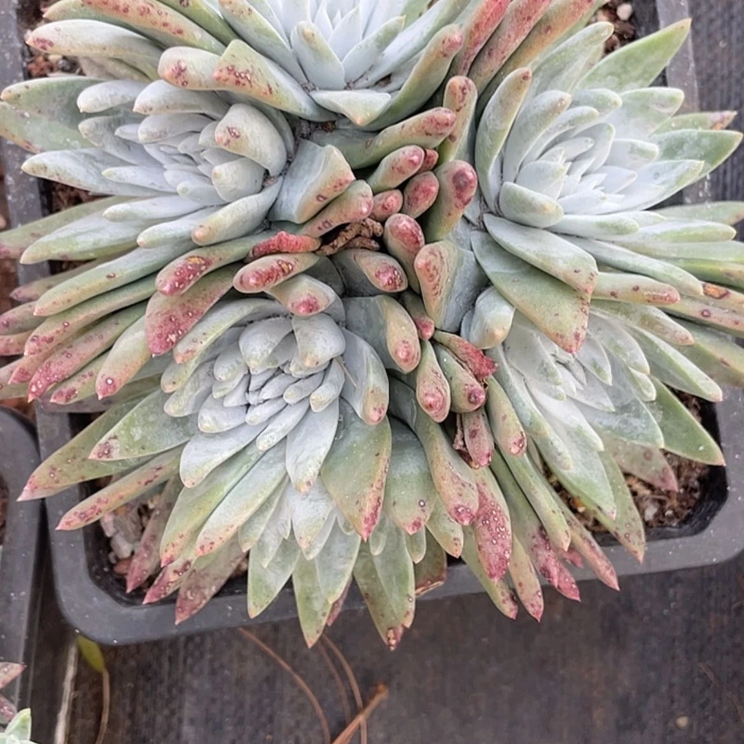 【闪购商品】白菊苹果叶