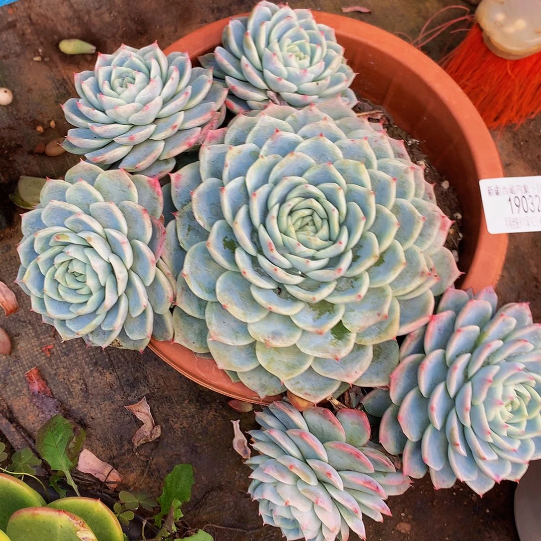 迪***主孤星19032多肉多肉