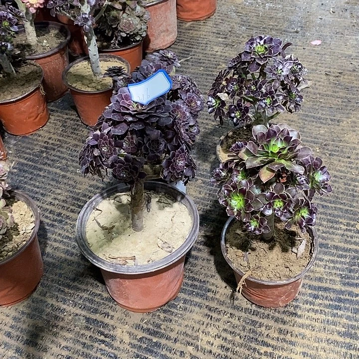 216，4棵2466788999