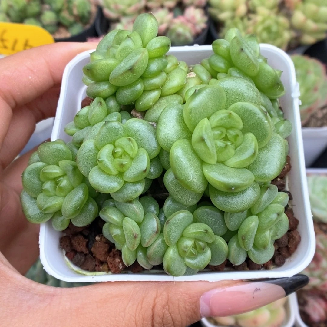 灯泡珍妮群生522号