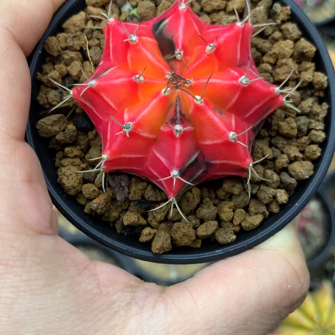 仙人球米哈牡丹锦