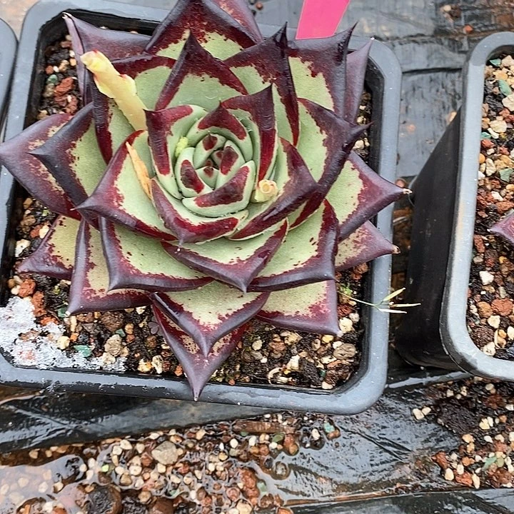 群*2917黄皮美乌福利