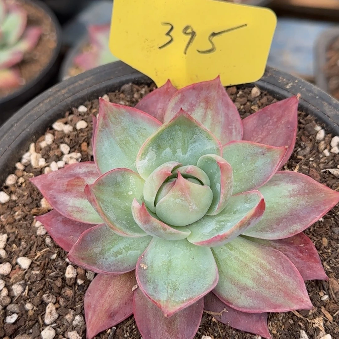 惊鸿一物一拍包装收缩花旱395