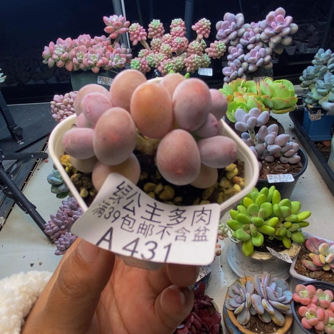 431糖豆奶多肉4cm