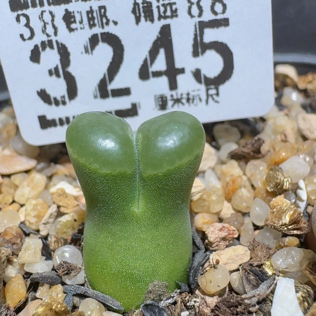 老板娘正在直播3245