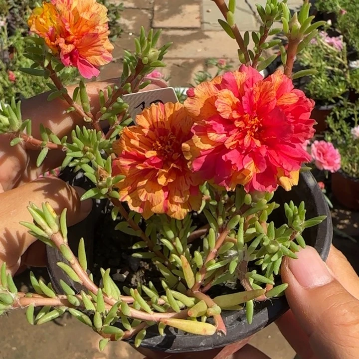 无花朵量拍阳光超小苗盆口10cm