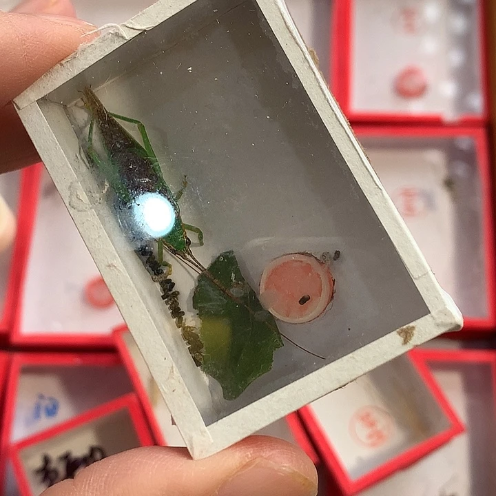 新到野生霍氏全品一条