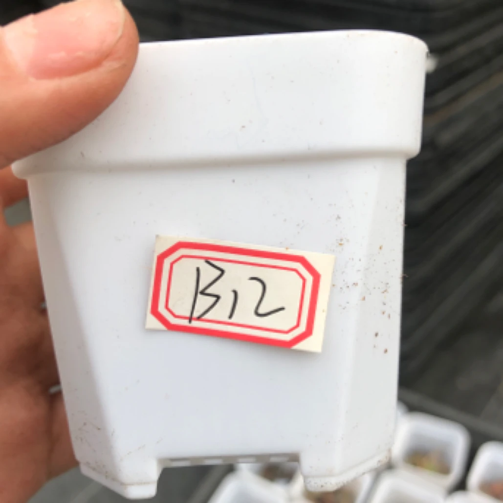 生石花肉锥系列 一物一拍 编号：B12