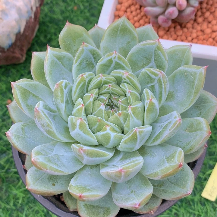 多肉乐园雪花珍泥