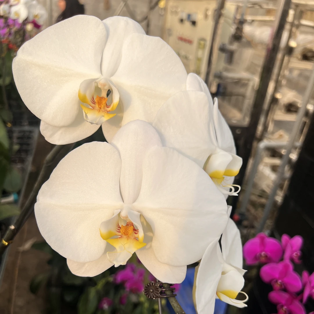 年宵花 蝴蝶兰大摆V3 带花苞（特级）