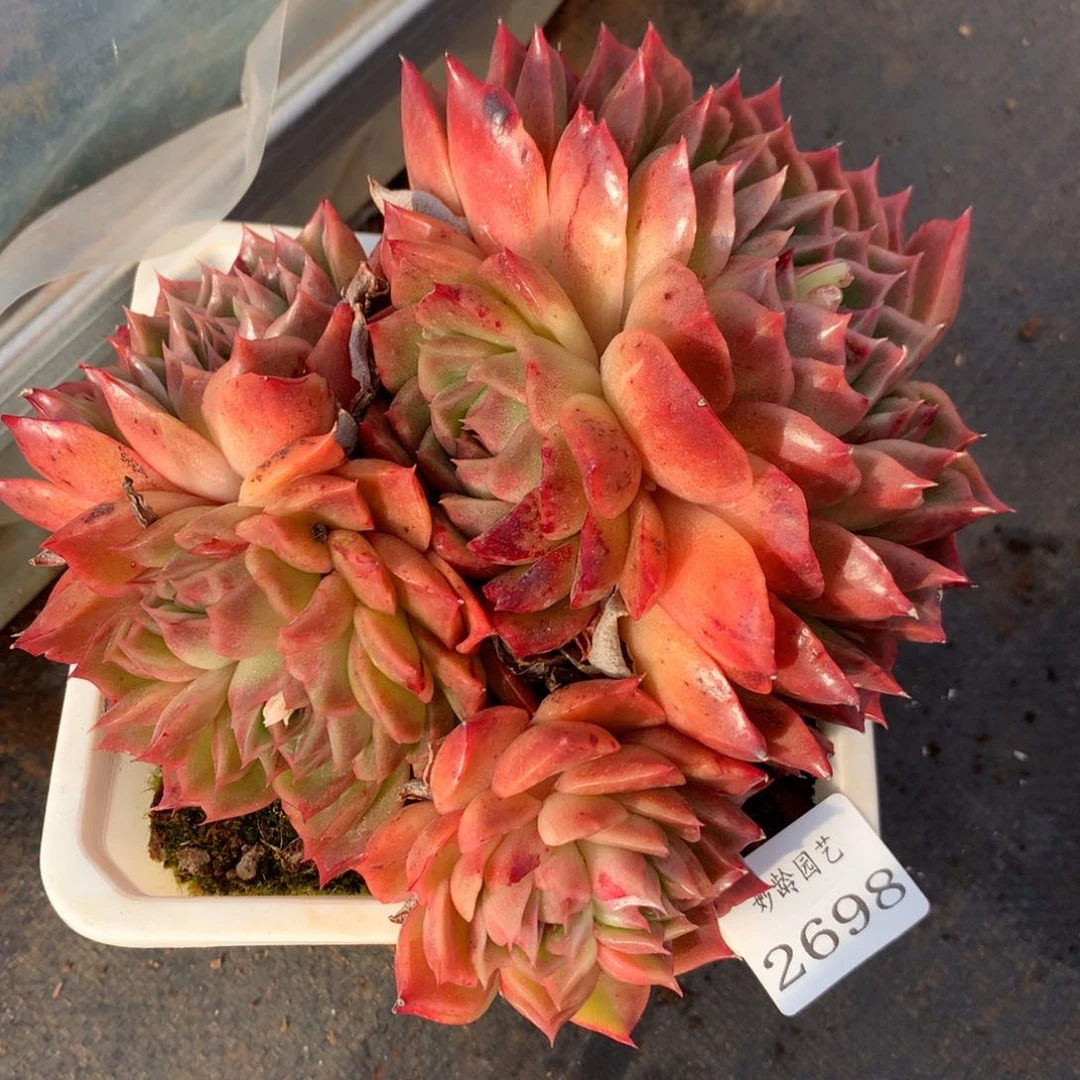 2698杂交精品基地15厘米