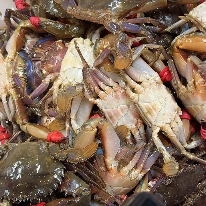 中国大陆断氧赤甲红5斤