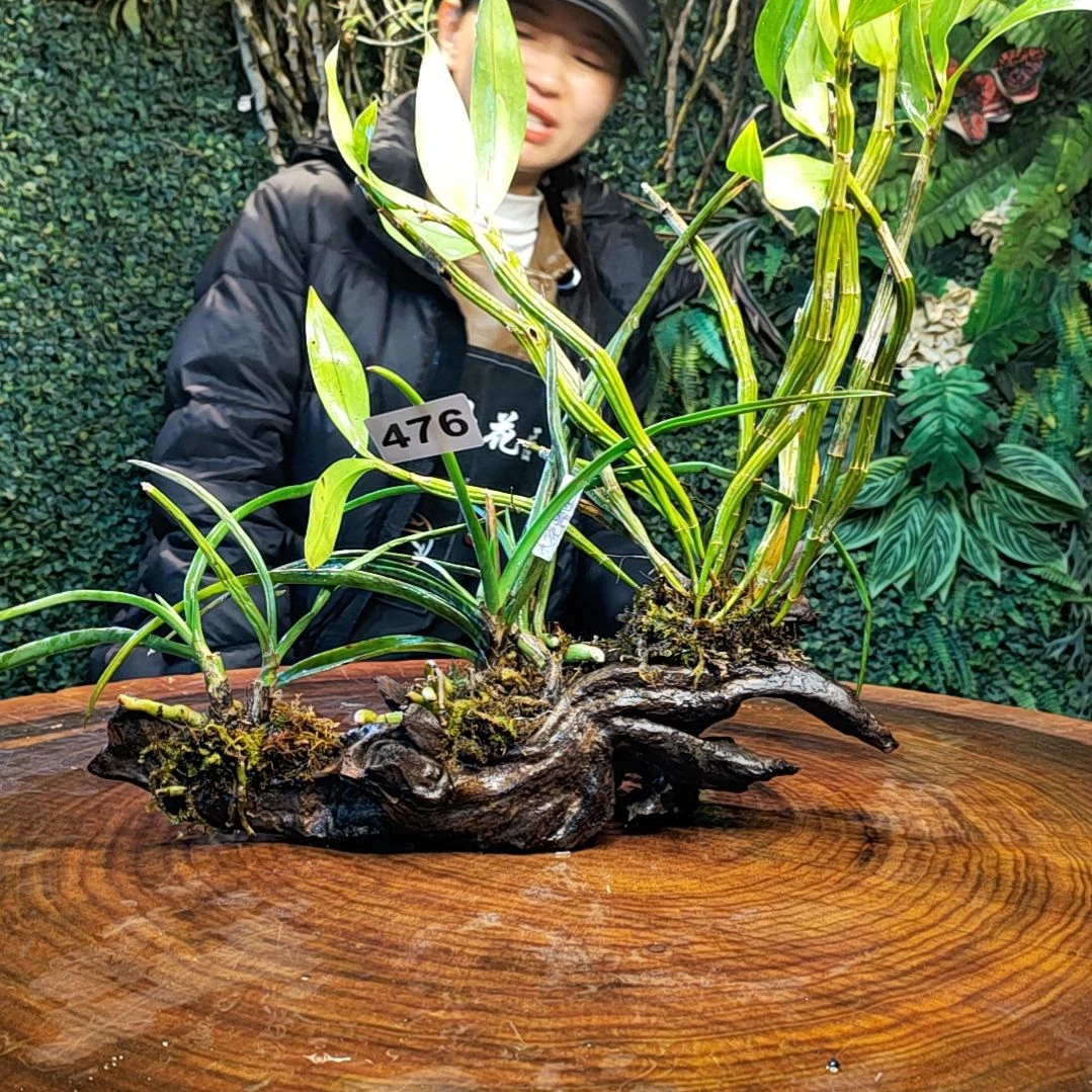 【闪购商品】西**品476苏瓣大花曹舌兰花花