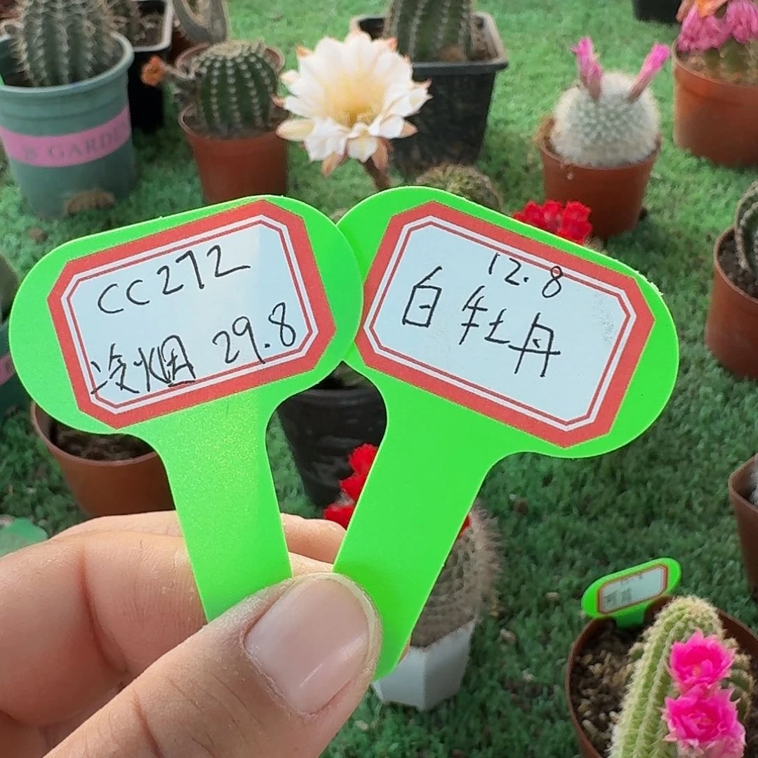 任****7272冷烟彩草一颗，毛花柱白牡丹侧牙一个