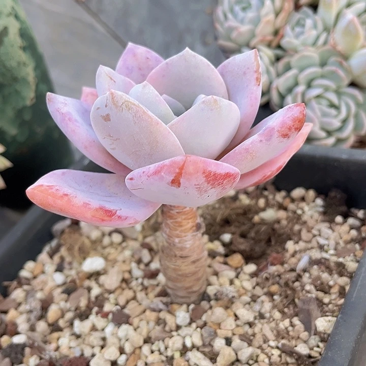 红茶27222多肉植物