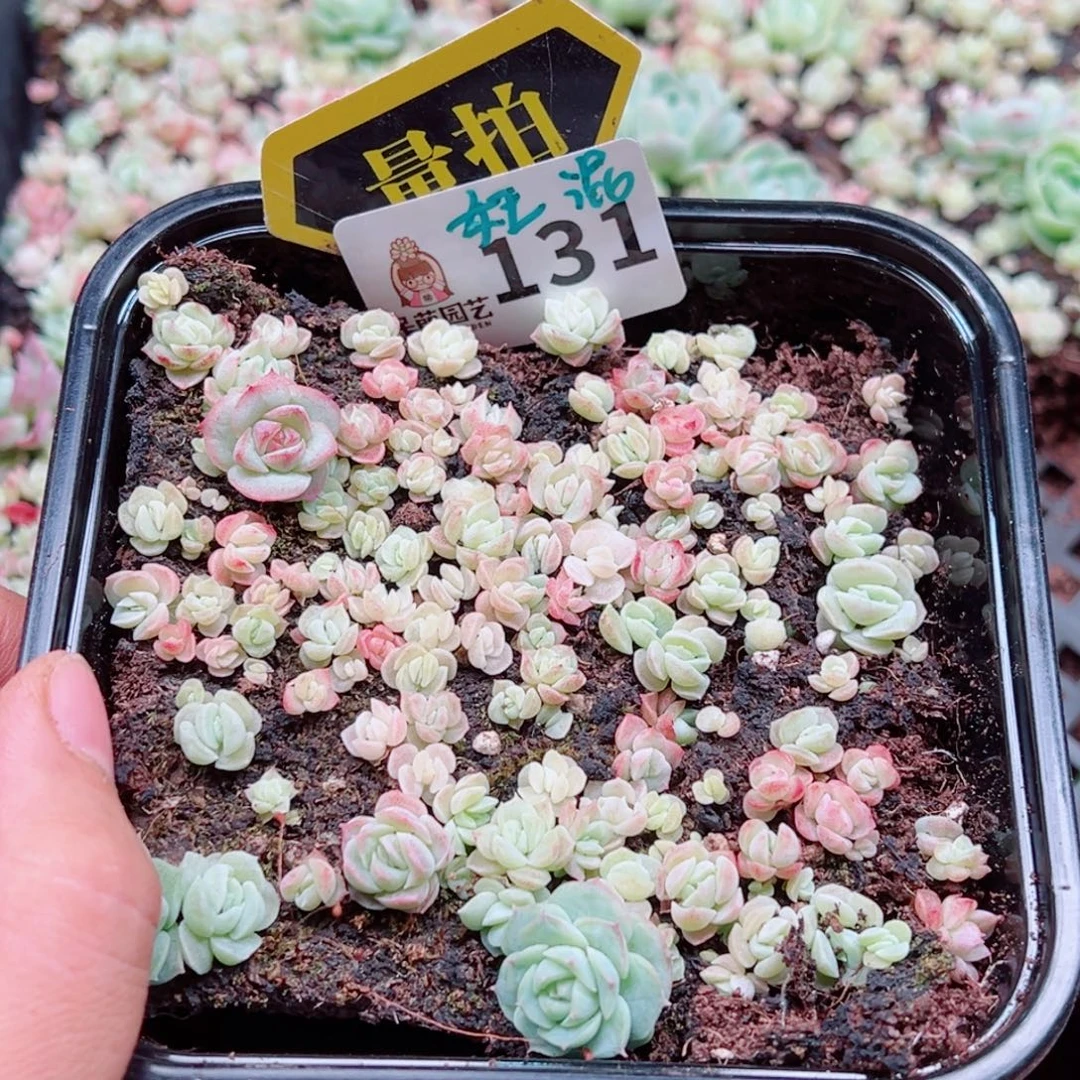 多肉植物多肉植物