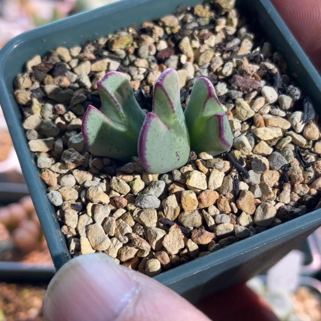 少将植物一物一拍