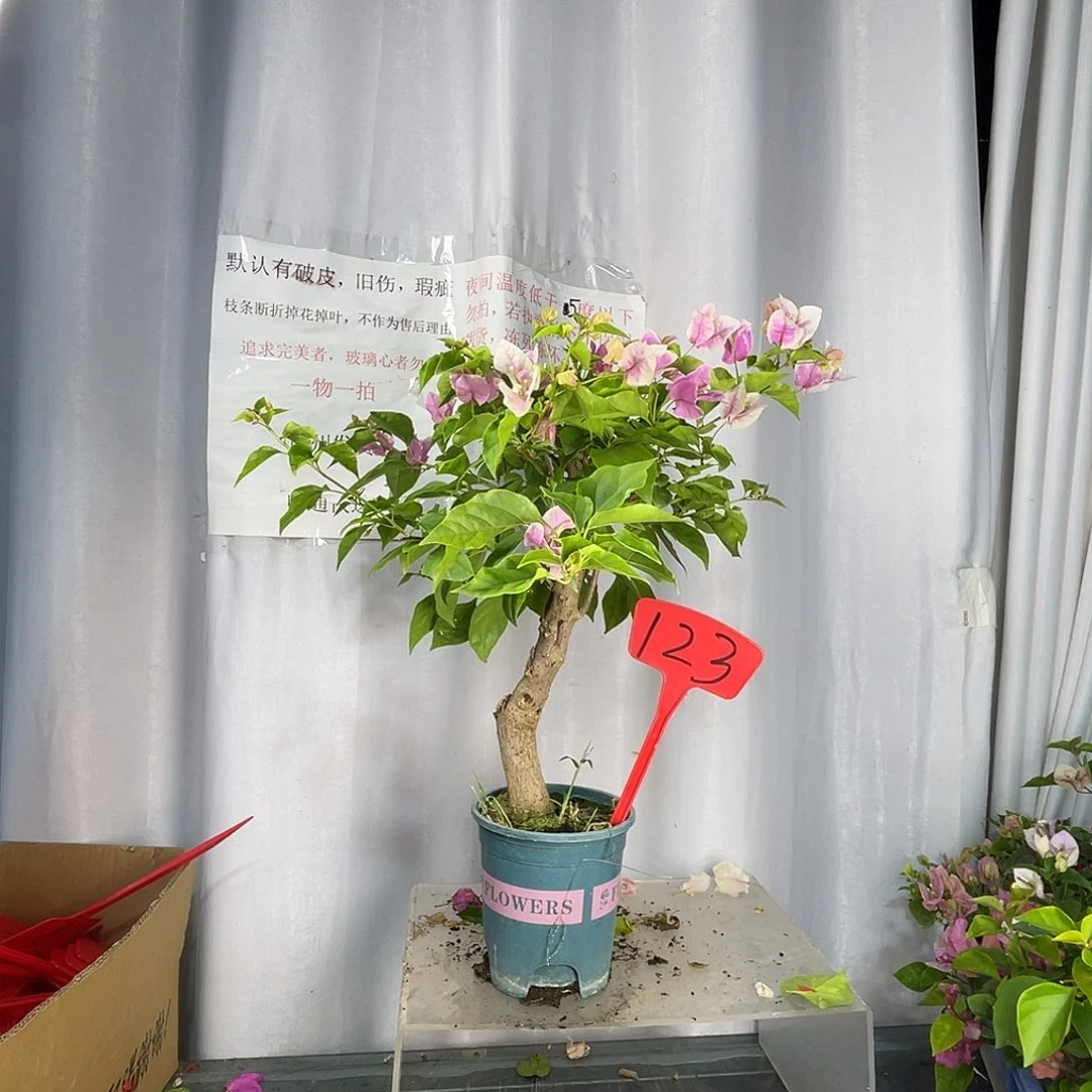 当前无花栽培后可以开花123广红樱桩，有旧伤破皮