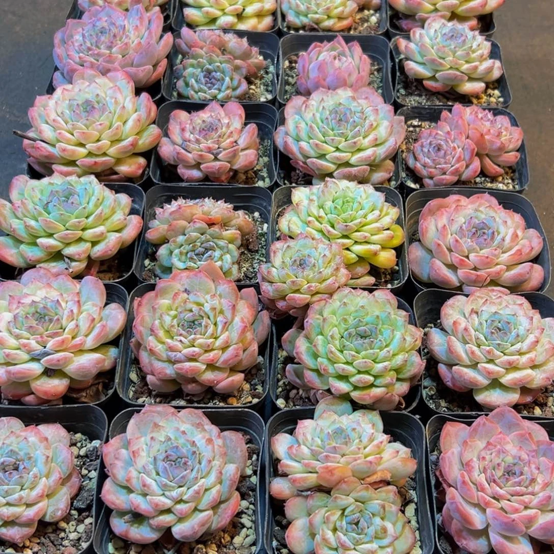 230多肉葡萄的价格是多少呢啊