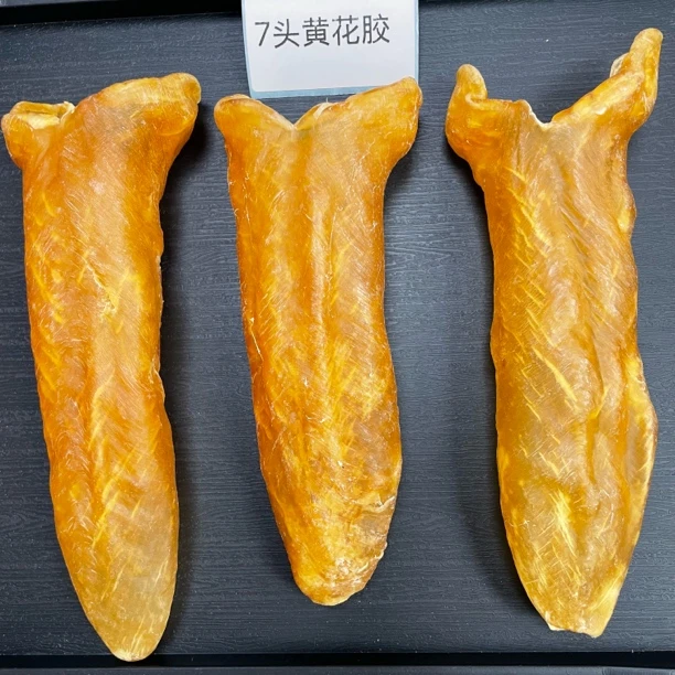 7头精选老辣厚肉黄花胶筒日常滋补鱼胶清水不加重直播间现场称重