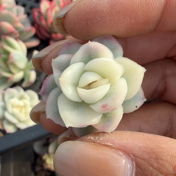 雪鸢锦腹轮锦腹欧你锦